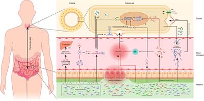 The relationships between the gut microbiota and its metabolites with thyroid diseases